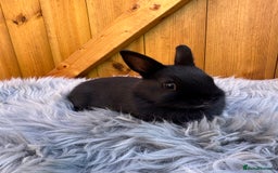 Netherland Dwarf rabbits for sale: Netherland Dwarf Rabbits For Sale - Image 2