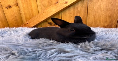 Netherland Dwarf rabbits - Advert 14