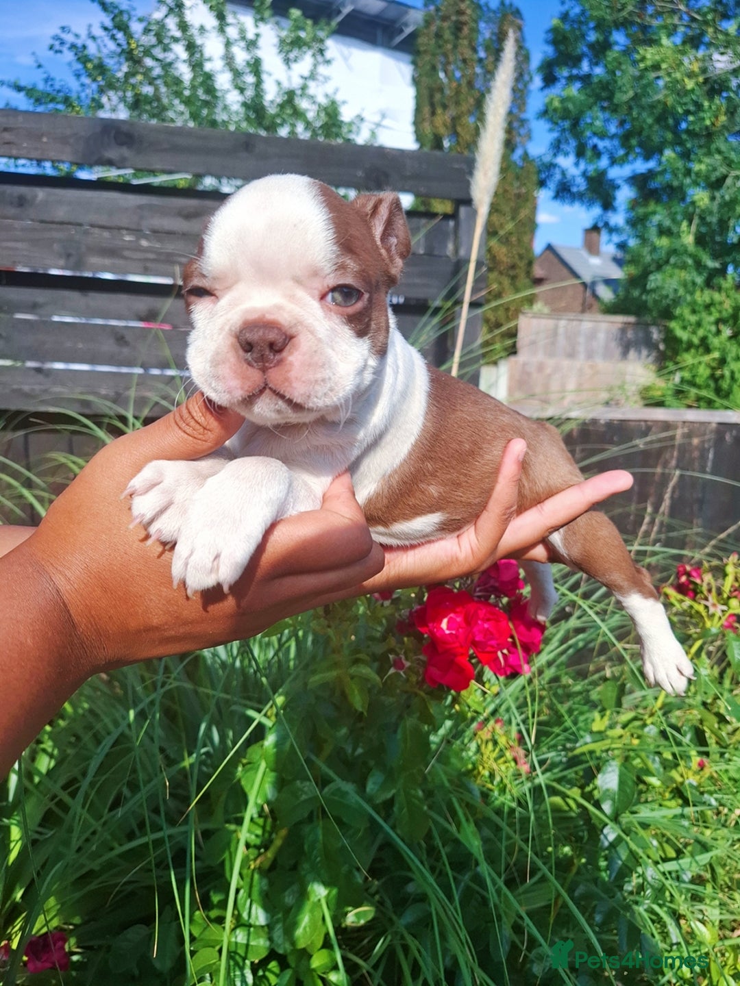 Boston Terrier dogs for sale: Boston little Girl - Image 7