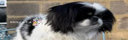 Pekingese dogs for sale: 1 year old kc female - Advert 5
