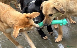 Mixed Breed dogs for adoption: Pettern - Norwich Norfolk  - Image 39
