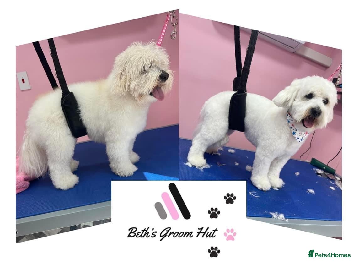 Mixed Breed dogs Cock a chon for stud  - Advert 1