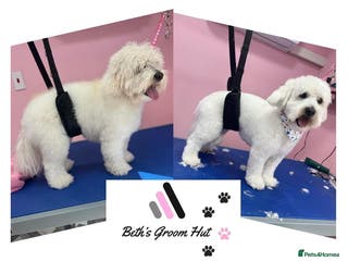 Mixed Breed dogs Cock a chon for stud - Advert 2