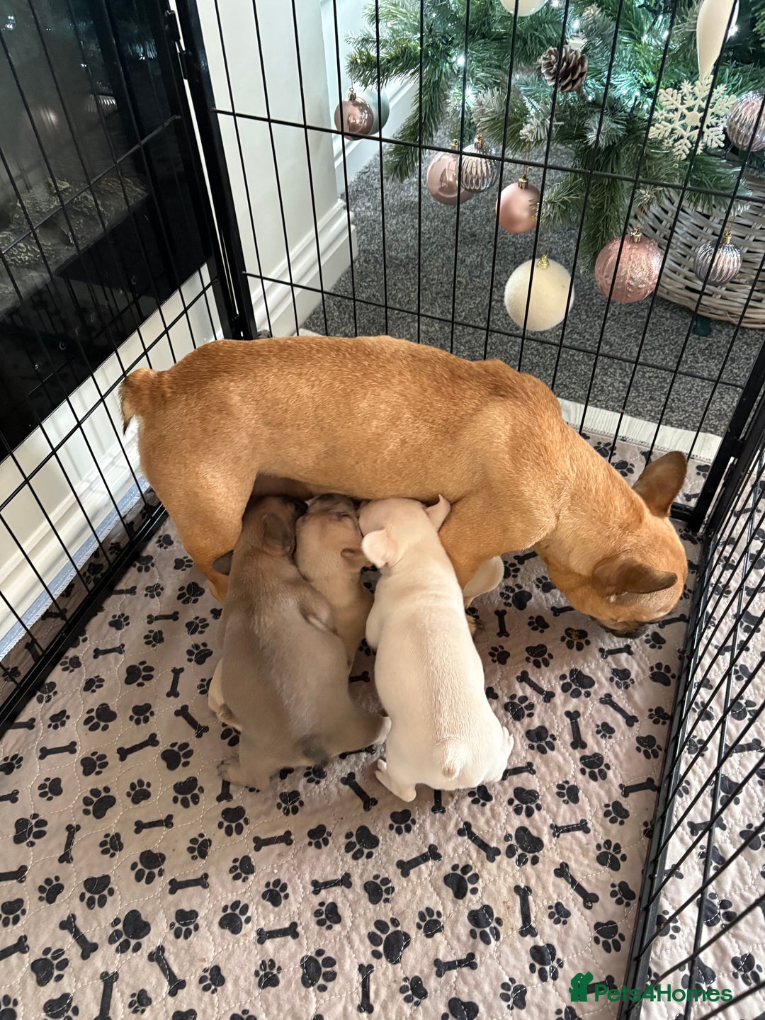 French Bulldog dogs for sale: French Bulldog Pups - Advert 11