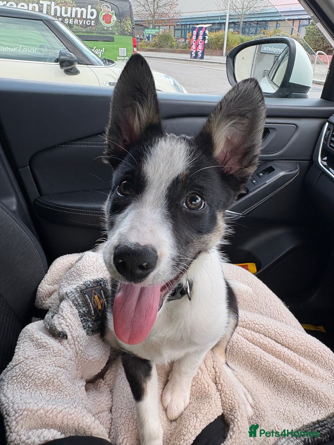 Mixed Breed dogs for sale: Smooth collie puppy - Advert 5