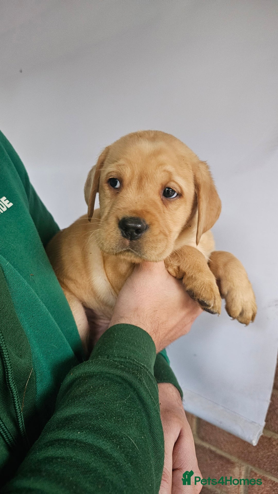 Labrador Retriever dogs for sale: Stunning 9 Labradors puppies  - Advert 7