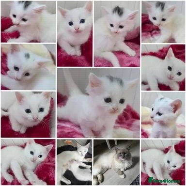 Ragdoll cats Adorable White Ragdoll Kittens - Advert 6