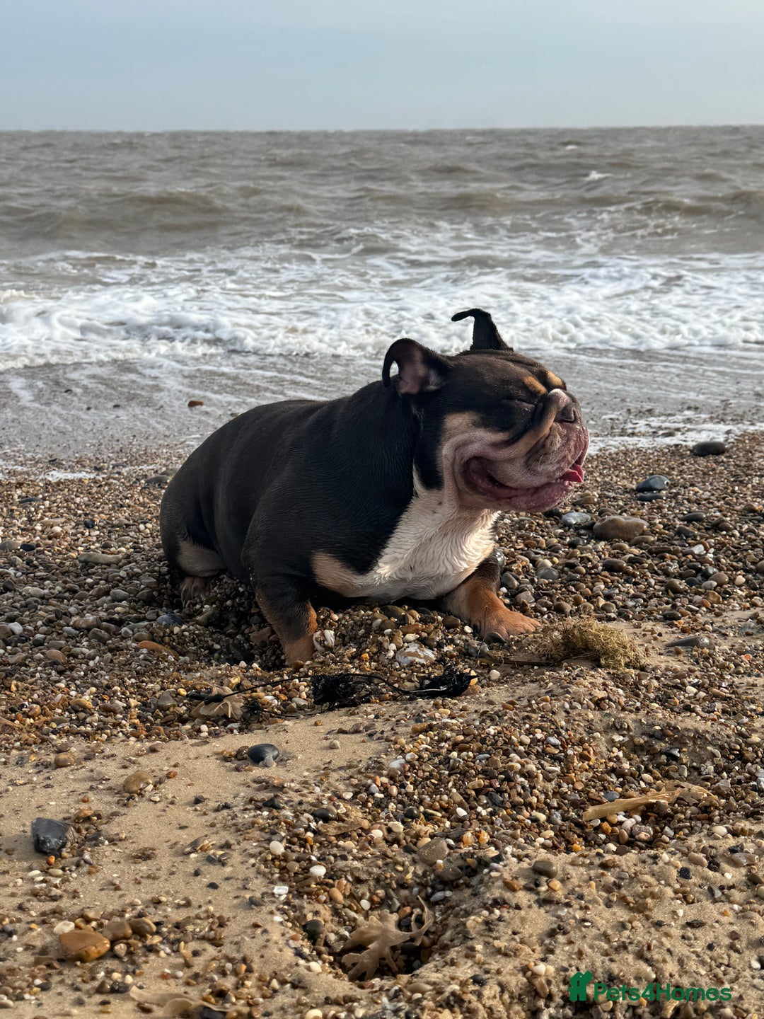 English Bulldog dogs for sale: Looking for my new home - Advert 17