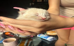 British Shorthair cats for sale: 4 girl kittens ready end of Oct  - Image 1