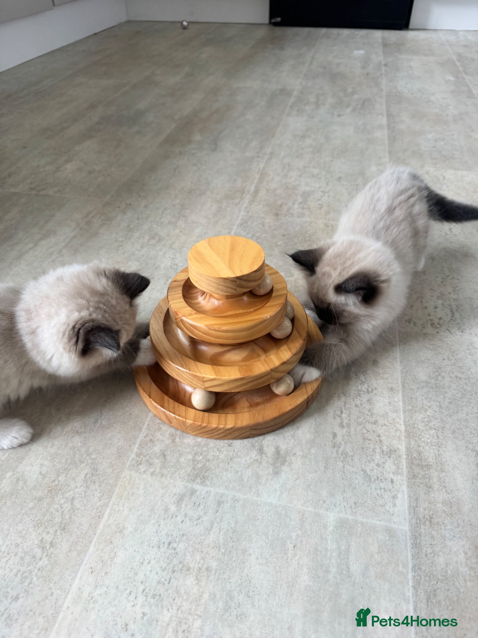 Ragdoll cats  Beautiful ragdolls kittens  - Advert 1