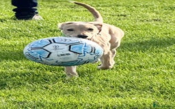 Mixed Breed dogs for sale: Rehoming Labrador X - Advert 2