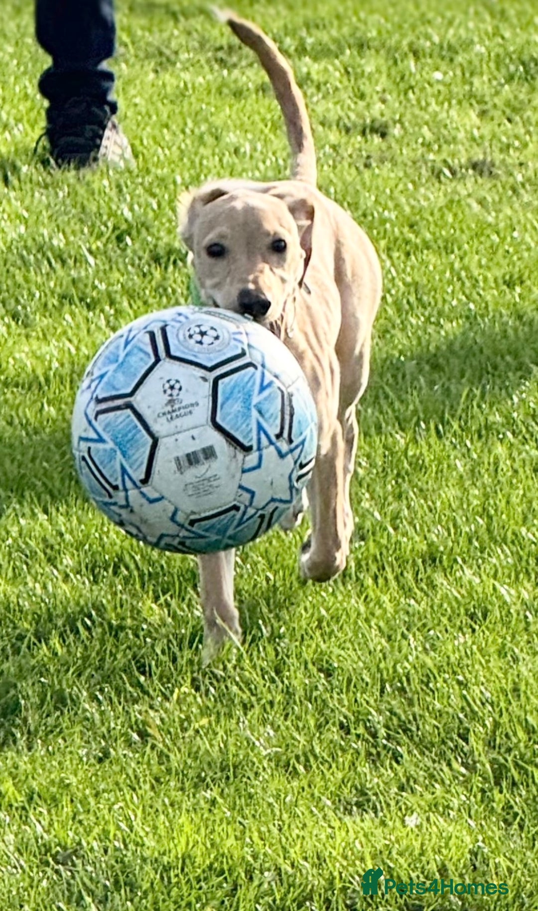 Mixed Breed dogs for sale: Rehoming Labrador X - Advert 2