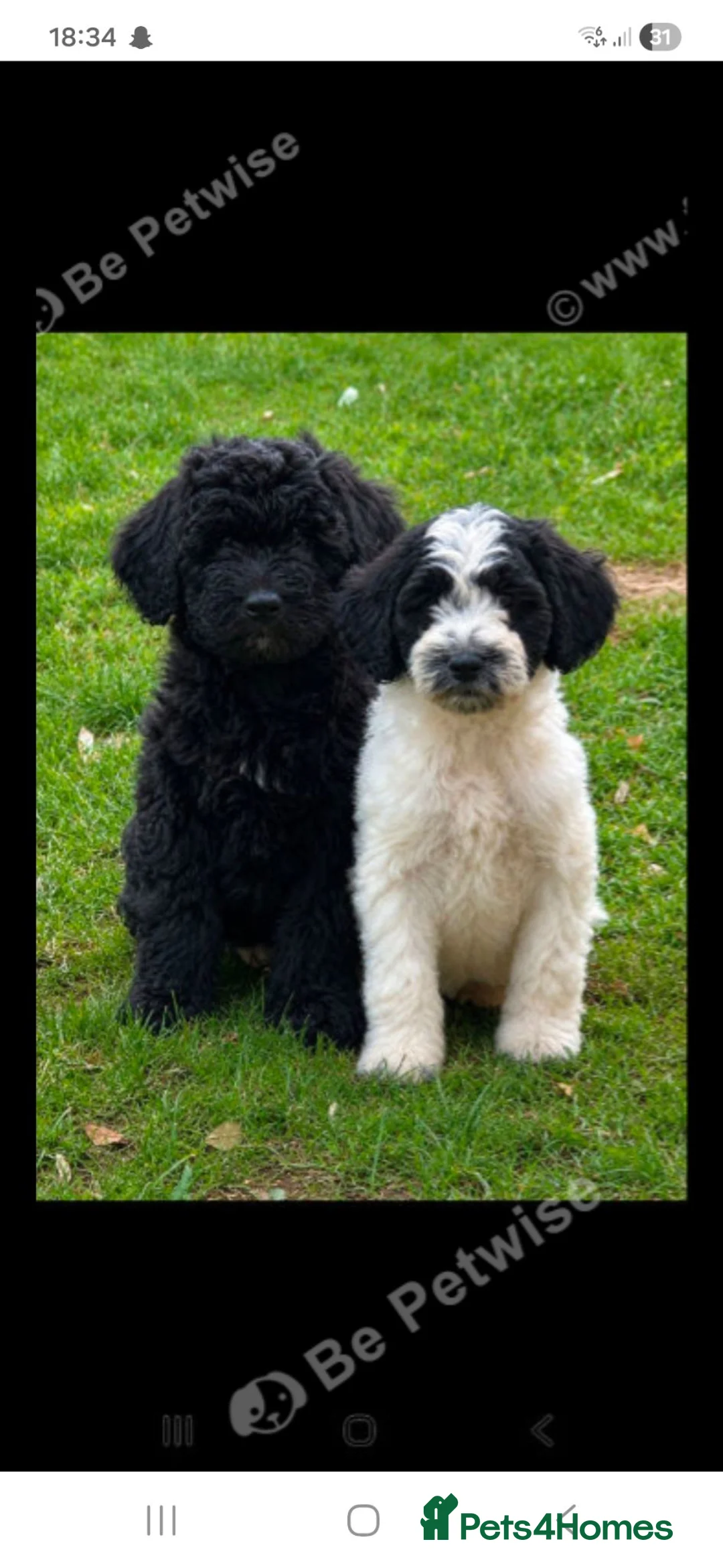 Sproodle dogs for sale: Sproodle pups - Advert 2