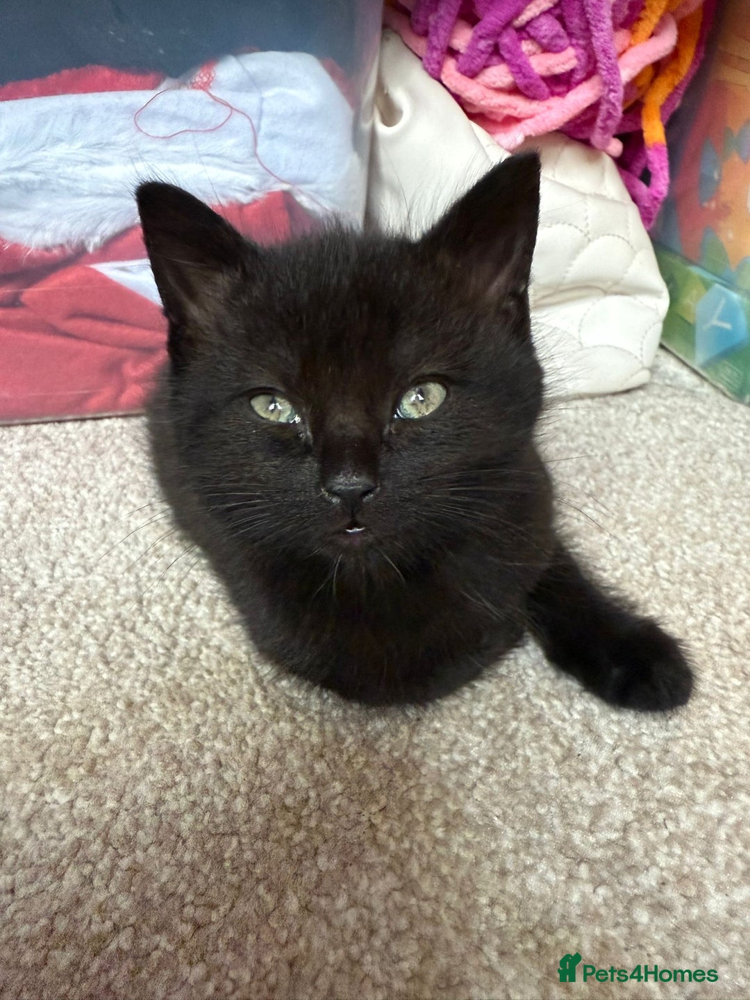 Mixed Breed cats for sale: Little Black Beauties - Image 7