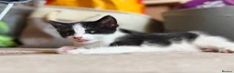 Mixed Breed cats for sale: Adorable black & white boy kittens - ready in 2wks - Advert 11