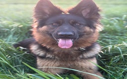 German Shepherd dogs for sale: German shepherd puppies  - Image 10