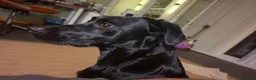 Labrador Retriever dogs for sale: Willow - Young Labrador looking for a special home - Advert 6
