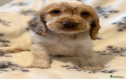 Cocker Spaniel dogs for sale: Cocker pups  - Image 3