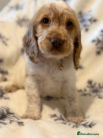 Cocker Spaniel dogs - Advert 10