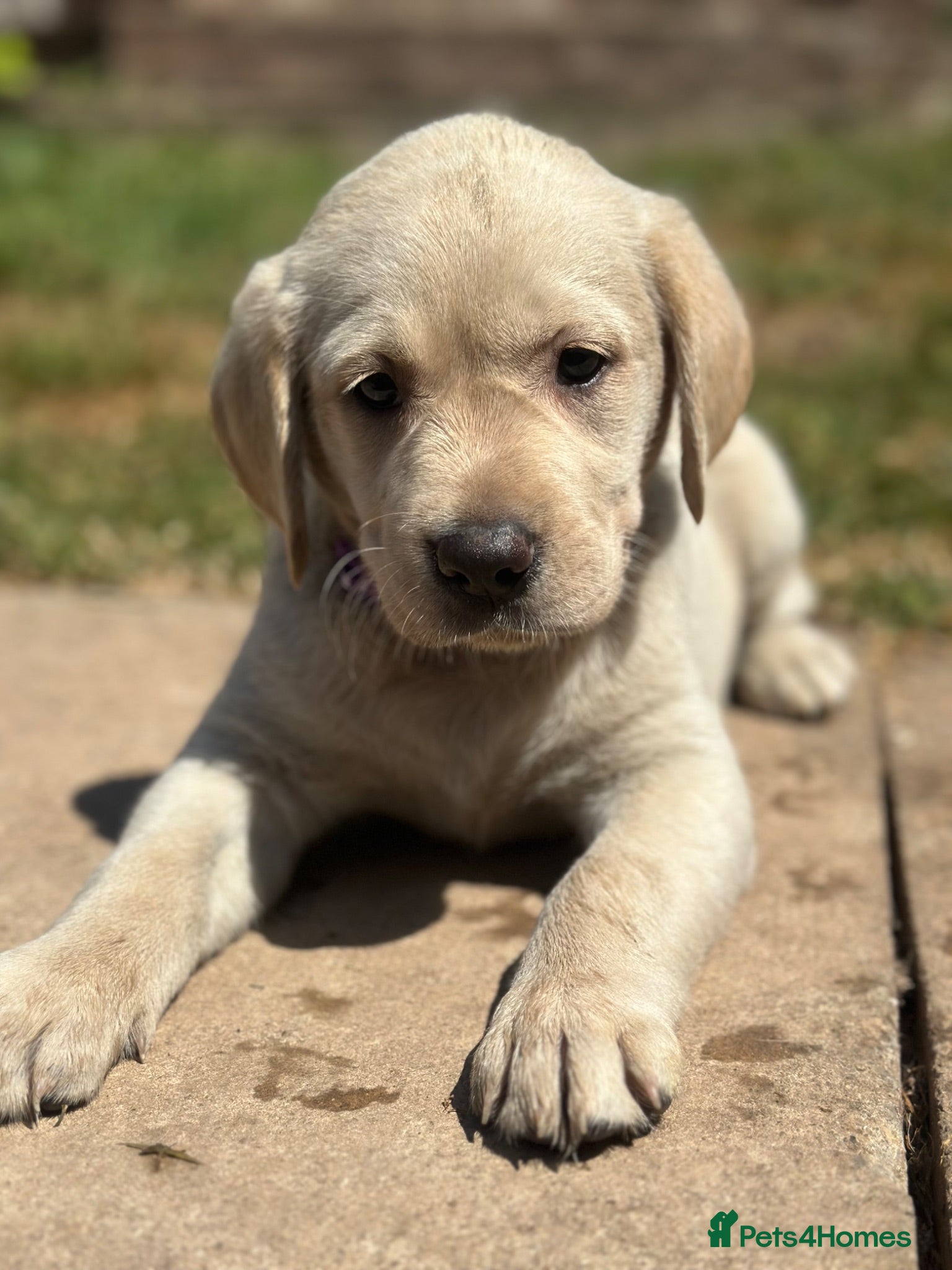Goldador dogs *Gorgeous Goldador puppies* - Advert 2