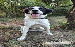Mixed Breed dogs for adoption: Mecho, 1.5-2 yrs old. Available for adoption. - Image 14