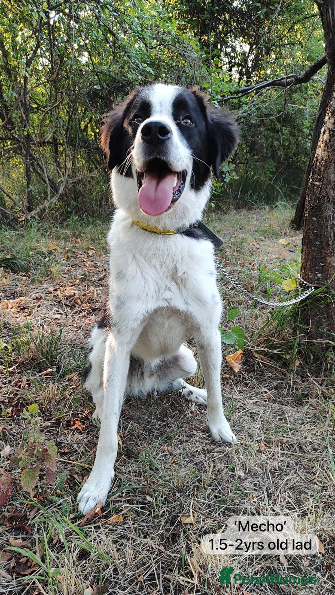 Mixed Breed dogs for adoption: Mecho, 1.5-2 yrs old. Available for adoption. - Image 14