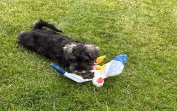 Miniature Schnauzer dogs for sale: Stunning Litter of KC Miniature Schnauzer pups - Image 10