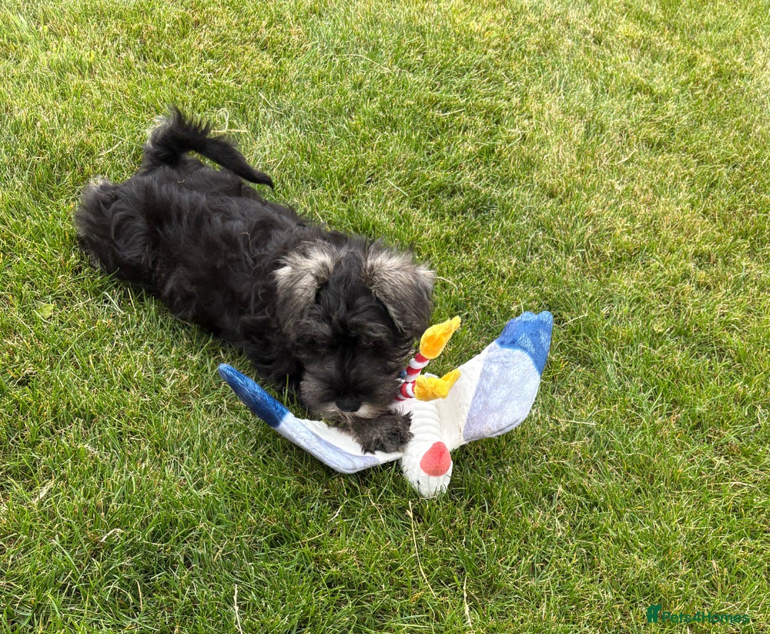 Miniature Schnauzer dogs for sale: Stunning Litter of KC Miniature Schnauzer pups - Image 10