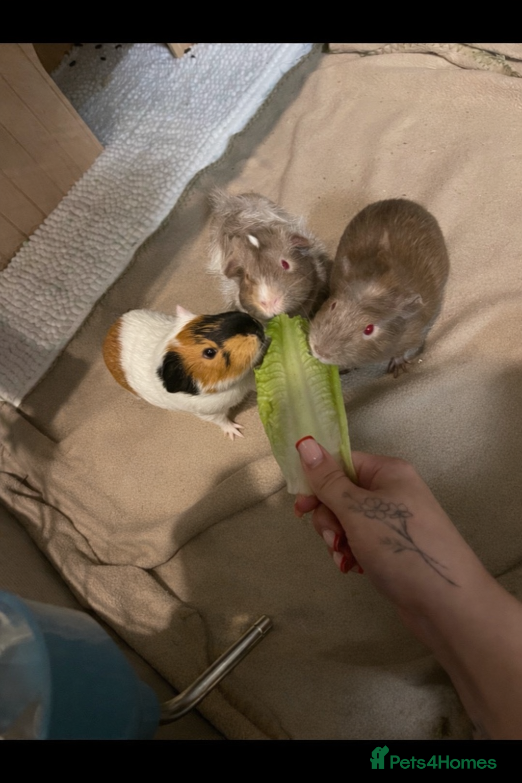 Guinea Pig rodents Three bonded males  - Advert 1