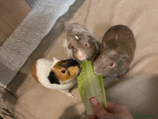 Guinea Pig rodents Three bonded males - Advert 18