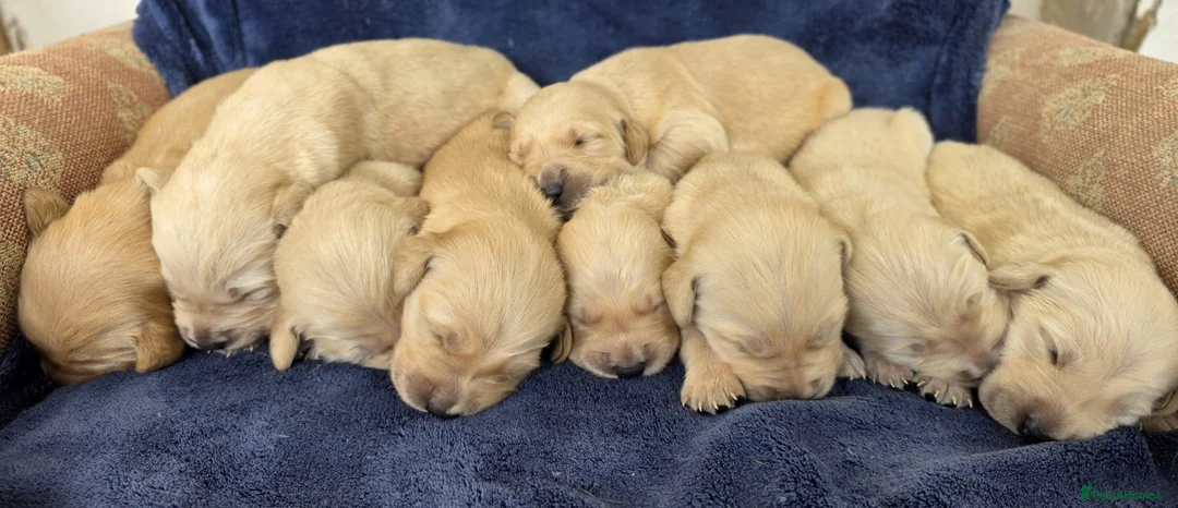 Goldador dogs for sale: 🐶 Adorable puppies ready for their forever homes  - Advert 2