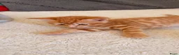 Mixed Breed cats for sale: Kittens  - Advert 7