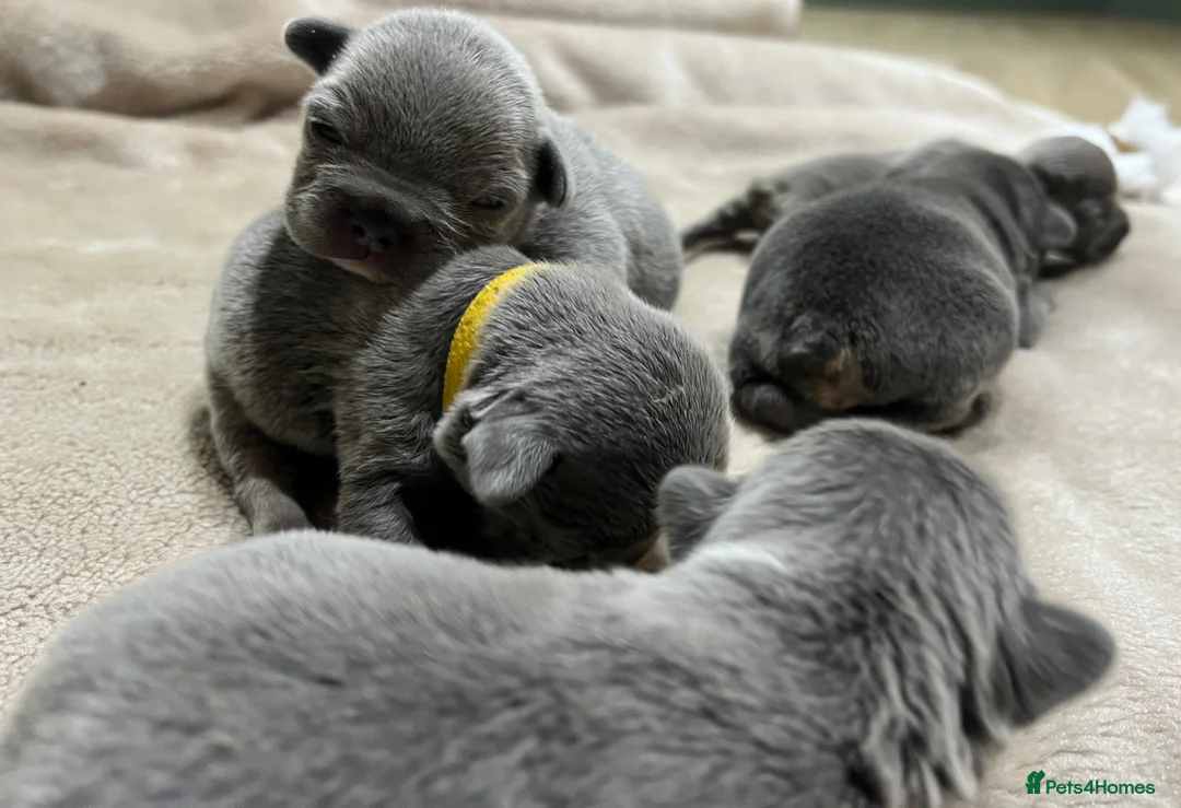 French Bulldog dogs for sale: 🐾 Disney Villain Frenchie Litter 🐾  - Advert 2