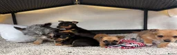 Mixed Breed dogs for sale: Jack Russell Cross Chorkie Puppies - Advert 10