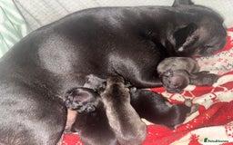 French Bulldog dogs for sale: Frenchie puppies  - Image 6