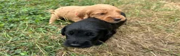 Labradoodle dogs for sale: Miniature labradoodle pups in Folkestone - Advert 7