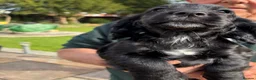 Cocker Spaniel dogs for sale: Working cocker spaniel pups in Winsford - Advert 4