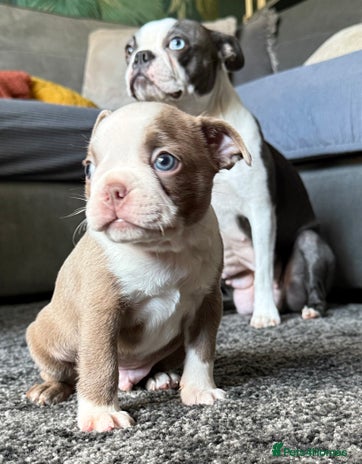 Boston Terrier dogs - Advert 1