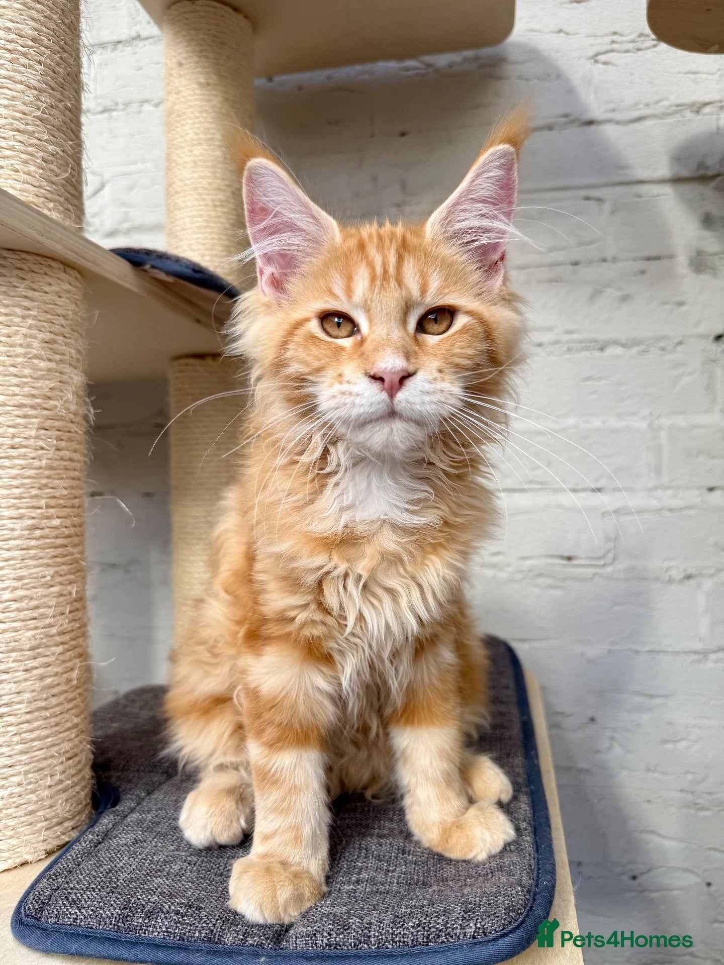Maine Coon cats TICa reg 9 XXL Massive Red Kittens - Advert 1