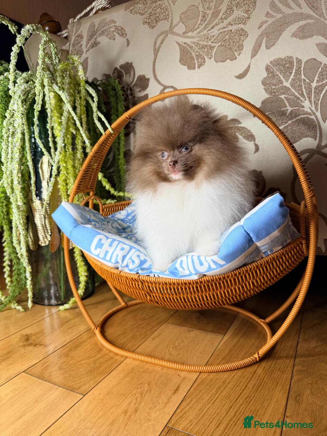 Pomeranian dogs for sale: Cute Pomeranian Boys and Girls  - Advert 16