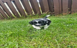 Mixed Breed dogs for sale: **Only 1 Boy Left** Miniture Cavapoo X Sproodle - Image 1