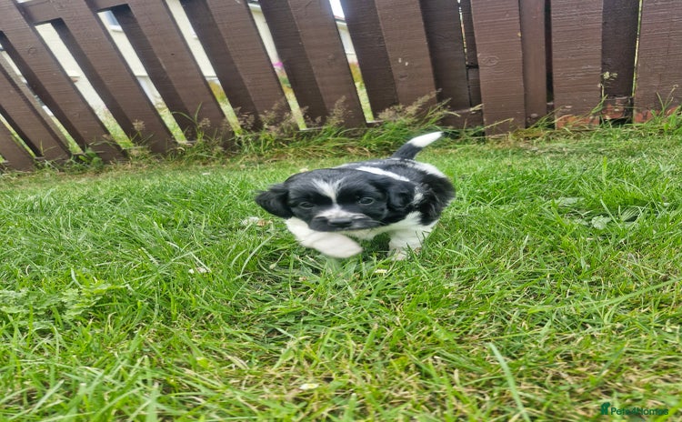 Mixed Breed dogs - Advert 2