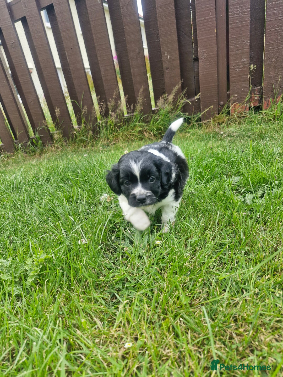 Mixed Breed dogs for sale: **Only 1 Boy Left** Miniture Cavapoo X Sproodle - Image 1