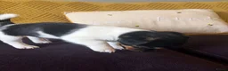 Jack Russell dogs for sale: Beautiful jack Russell puppies - Advert 7