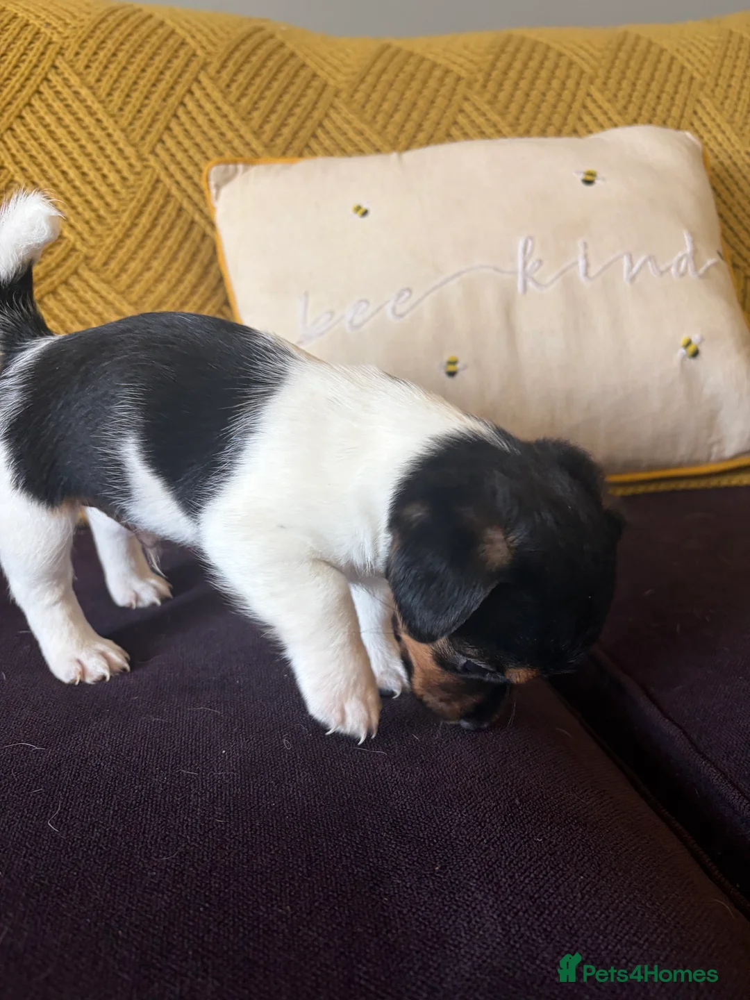 Jack Russell dogs for sale: Beautiful jack Russell puppies - Advert 7