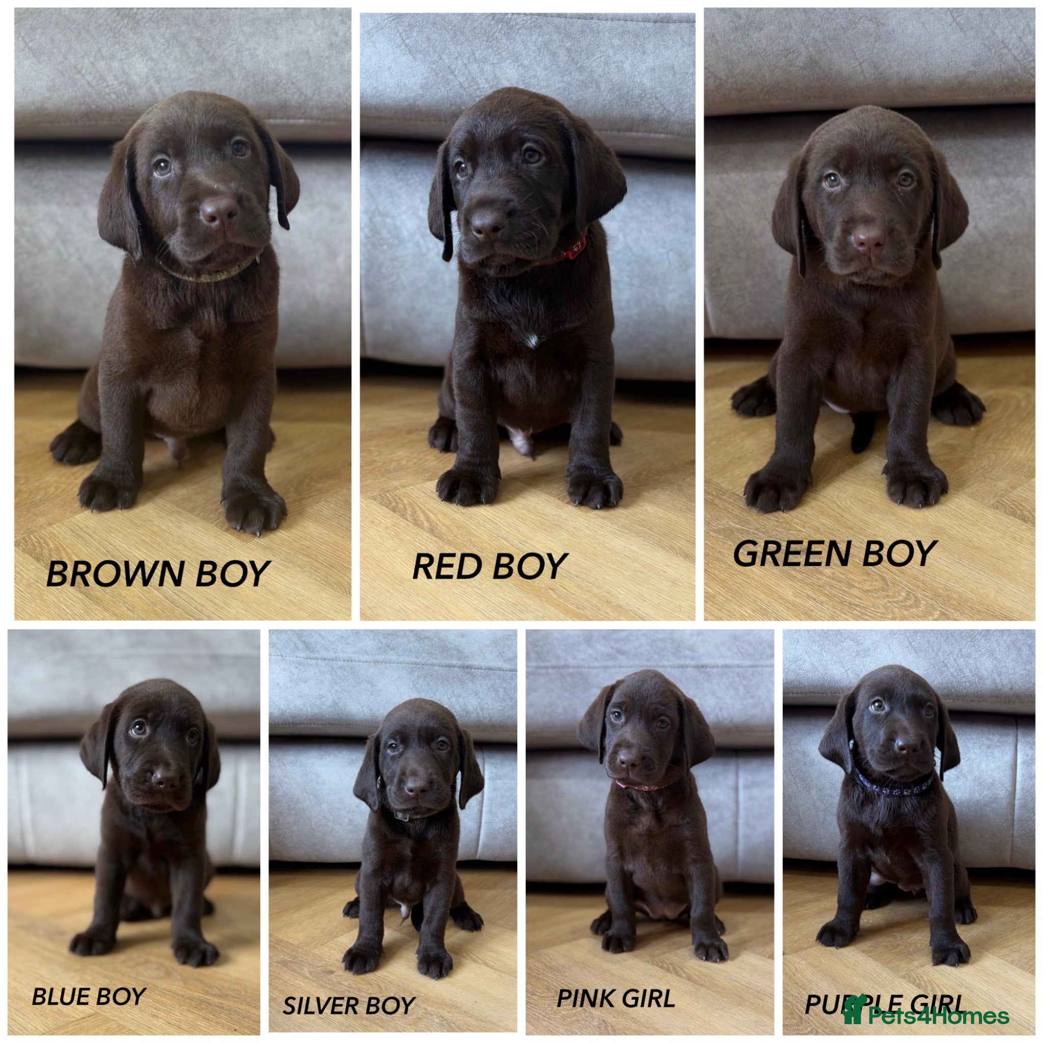 Labrador Retriever dogs Beautiful KC Chocolate Labrador Retriever Puppies - Advert 1