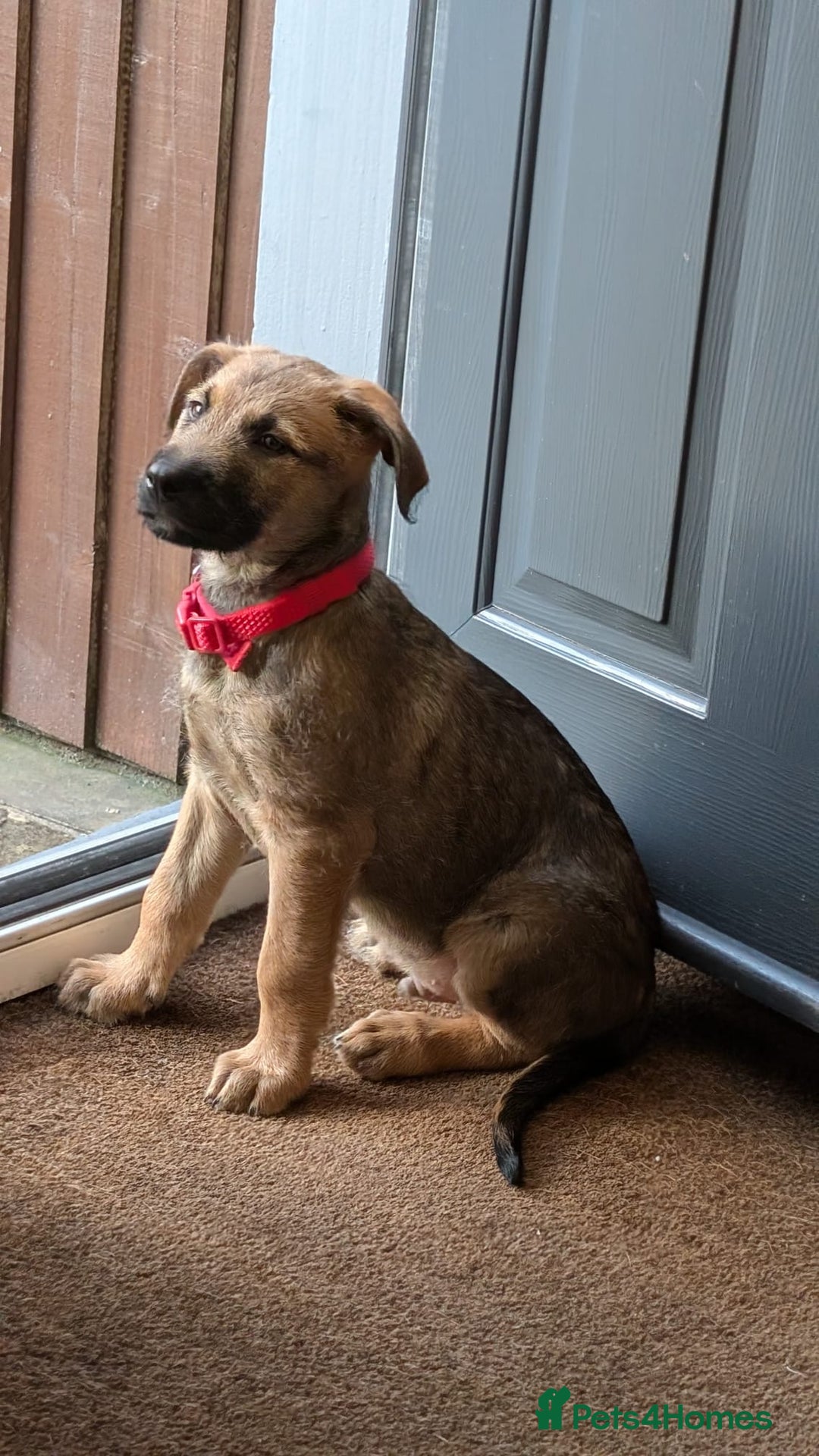 Mixed Breed dogs for sale: Belgian Malinois X Lurcher - Advert 2