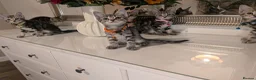 Mixed Breed cats for sale: Adorable kittens in London(SE18)😻😍😻 - Advert 9