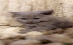British Shorthair cats for sale: GCCF Registered 5 Generation British Shorthair - Image 9