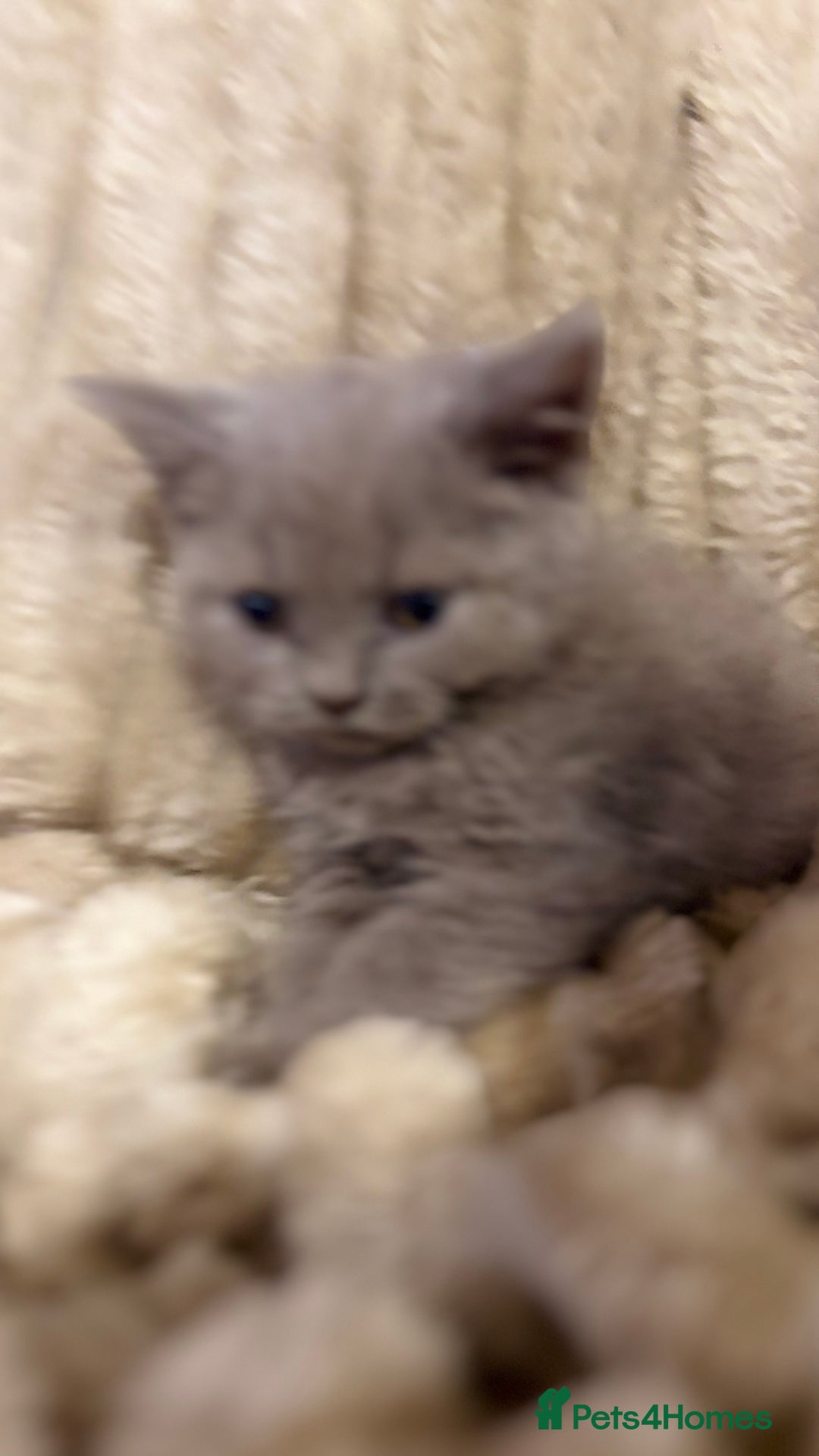 British Shorthair cats for sale: GCCF Registered 5 Generation British Shorthair - Image 9